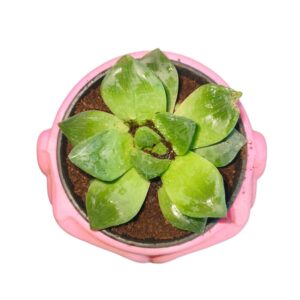 Haworthia Cymbiformis succulent plant with pot