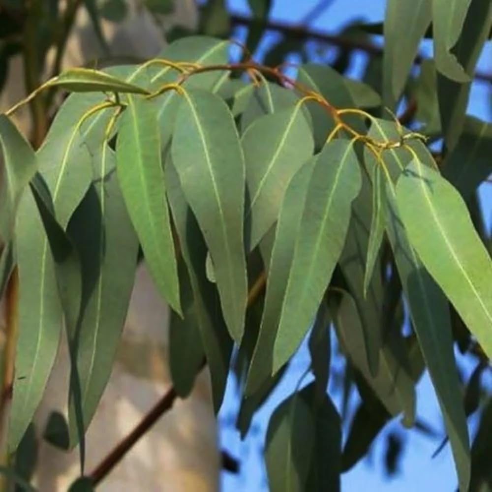 Eucalyptus Plant/ Nilgiri Plant/ Safeda Plant – Fast-Growing Healthy Live Plant - Image 2