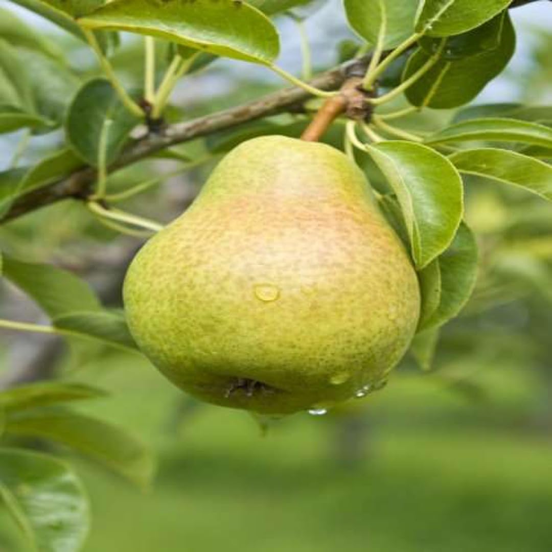 Hybrid Air-Layered Nashpati / Pear Foot Long Fruit Plant - Image 2