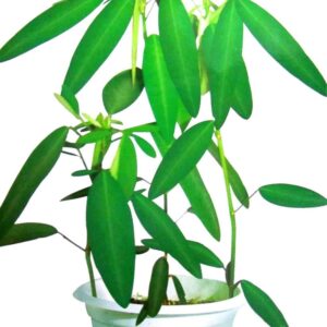 Dancing Plant / Telegraph Plant (Nageswar, Ban Chandal, Dudli, Thozhuganni) – Healthy Live Plant