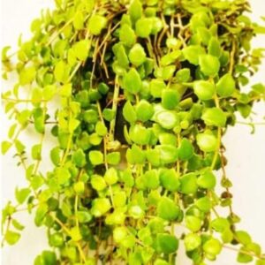 Non-Variegated String of Hearts Plant with pot