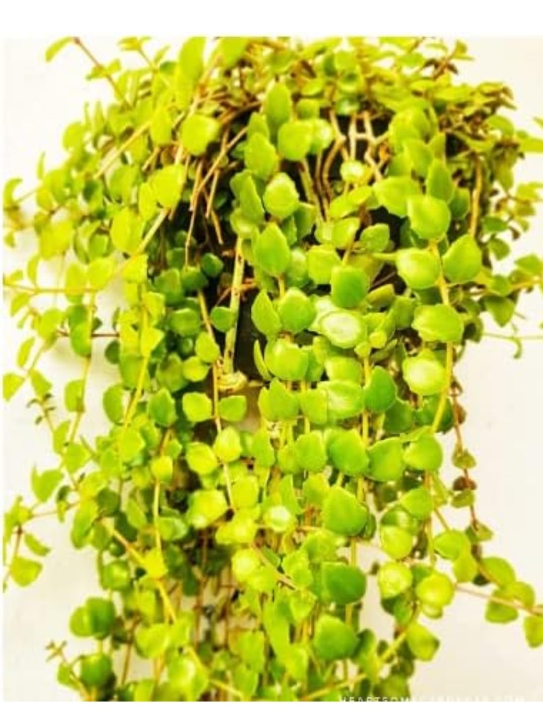 Non-Variegated String of Hearts Plant with pot