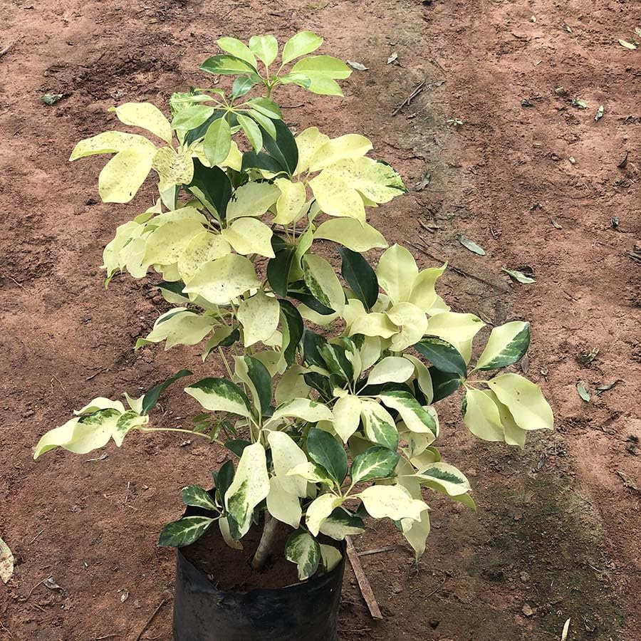 Variegated Schefflera/Umbrella Healthy Live Plant With Pot - Image 4