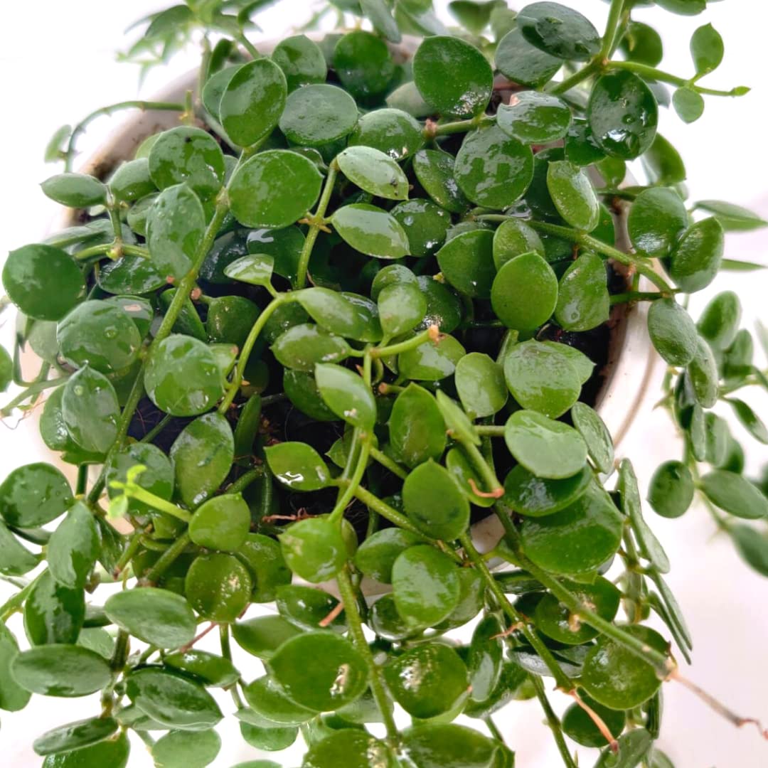 String of Nickels (Dischidia Nummularia)-Versatile Trailing Plant with pot - Image 3