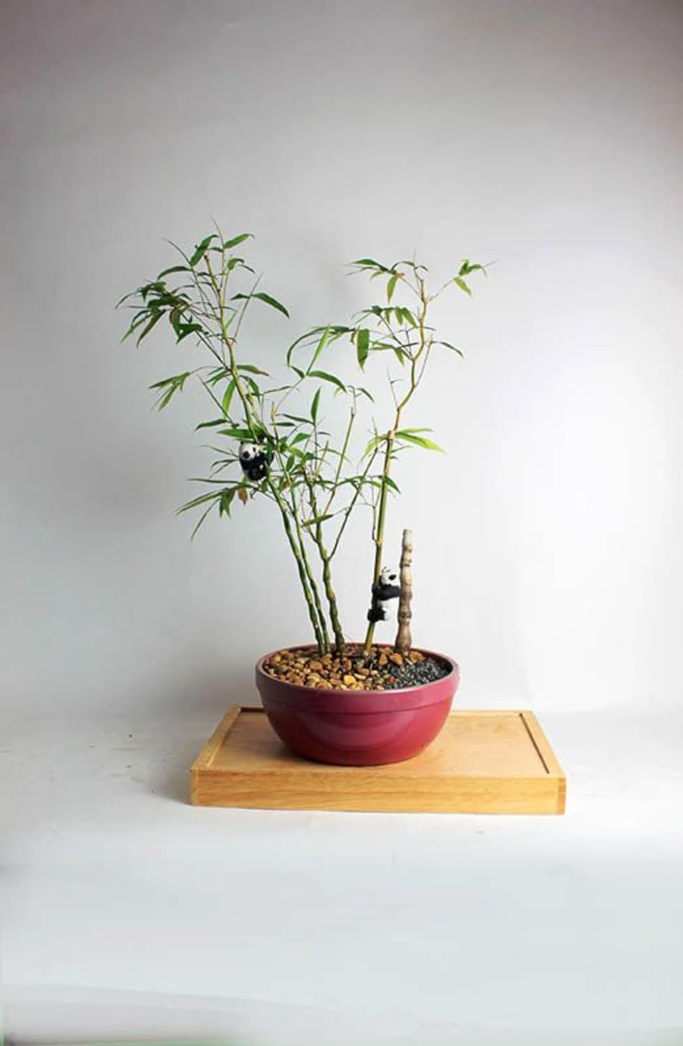 Buddha Bamboo Plant With Pot – Premium Indoor Ornamental Bamboo for Elegant Spaces - Image 2