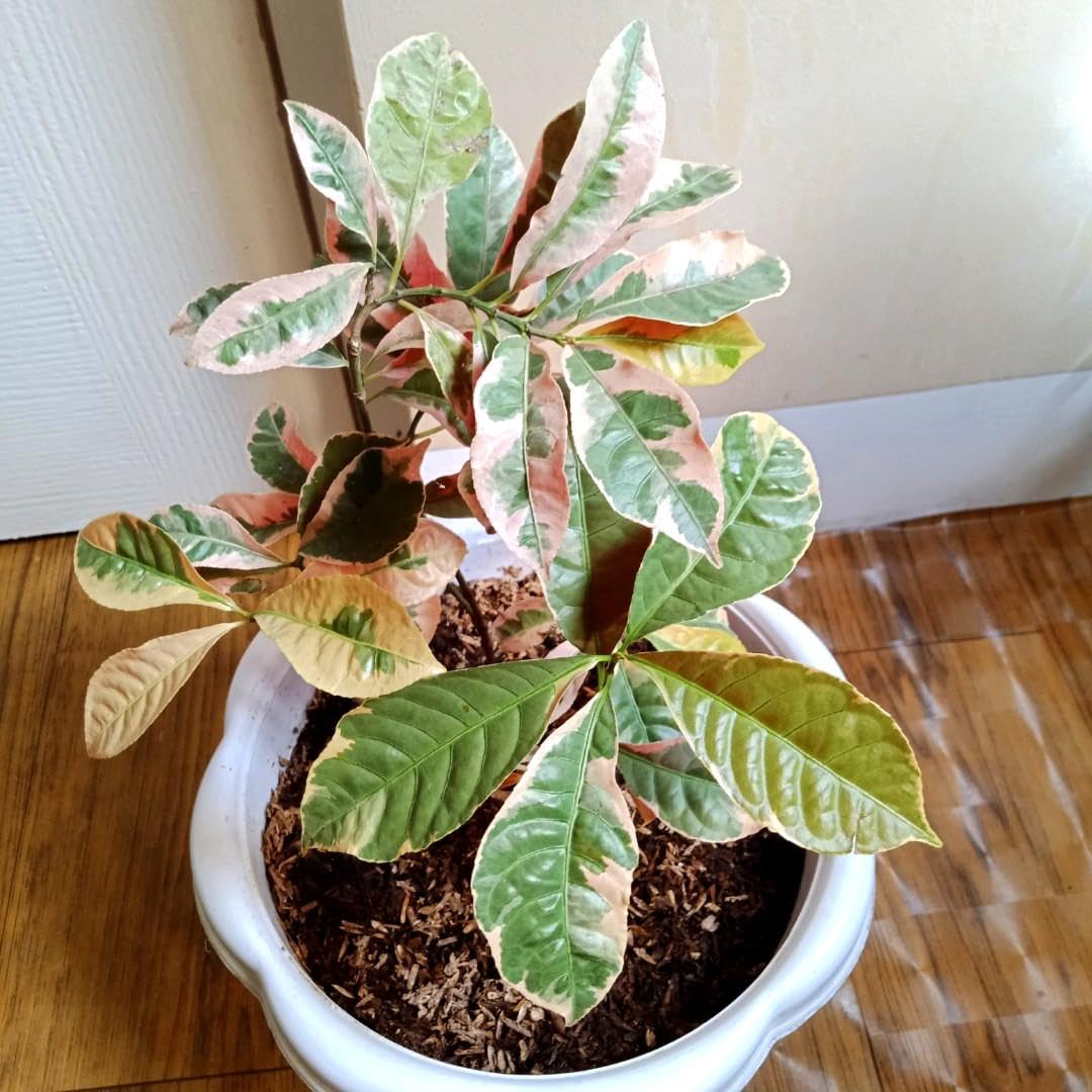 Laila Majnu(Exoecaria) Variegated Tropical Shrub Healthy Plant - Image 2