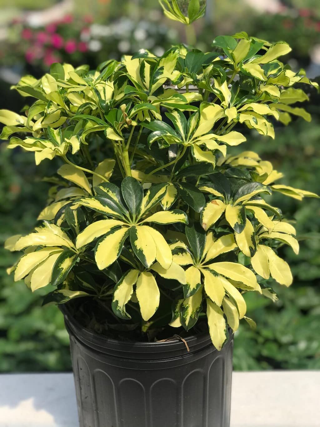 Variegated Schefflera/Umbrella Healthy Live Plant With Pot - Image 2