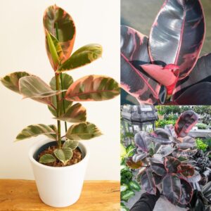 Variegated Rubber Plant (Ficus elastica 'Tineke' / 'Ruby') | Live Indoor Air Purifying Plant for Home & Office