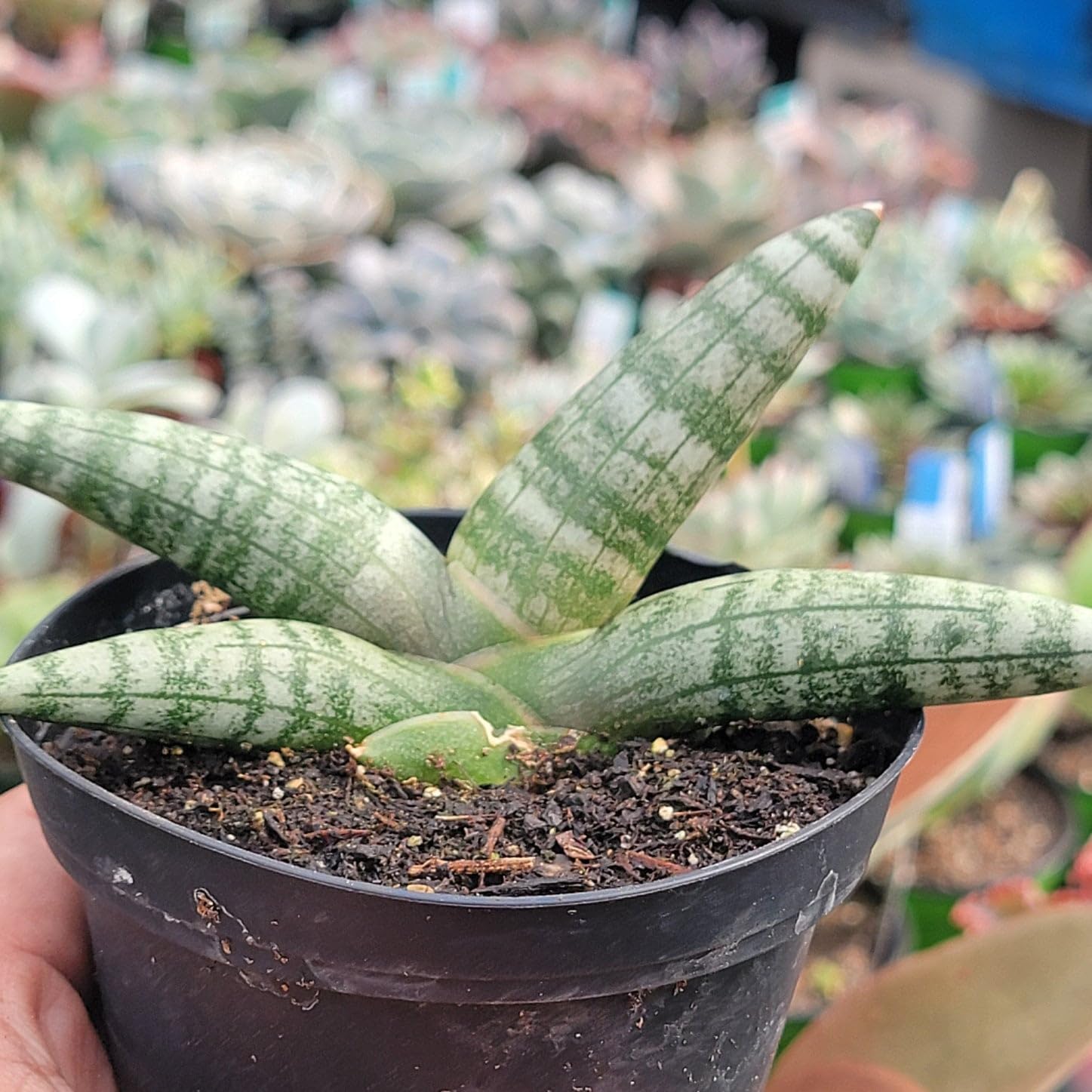 Sansevieria Boncel Starfish Snake Plant with Pot - Image 5