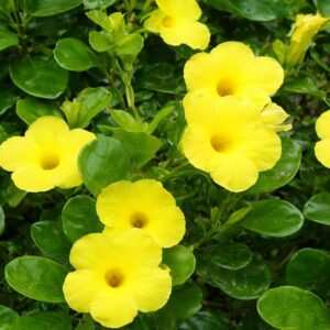 Yellow Allamanda Creeper Healthy Flowering Plant with Pot