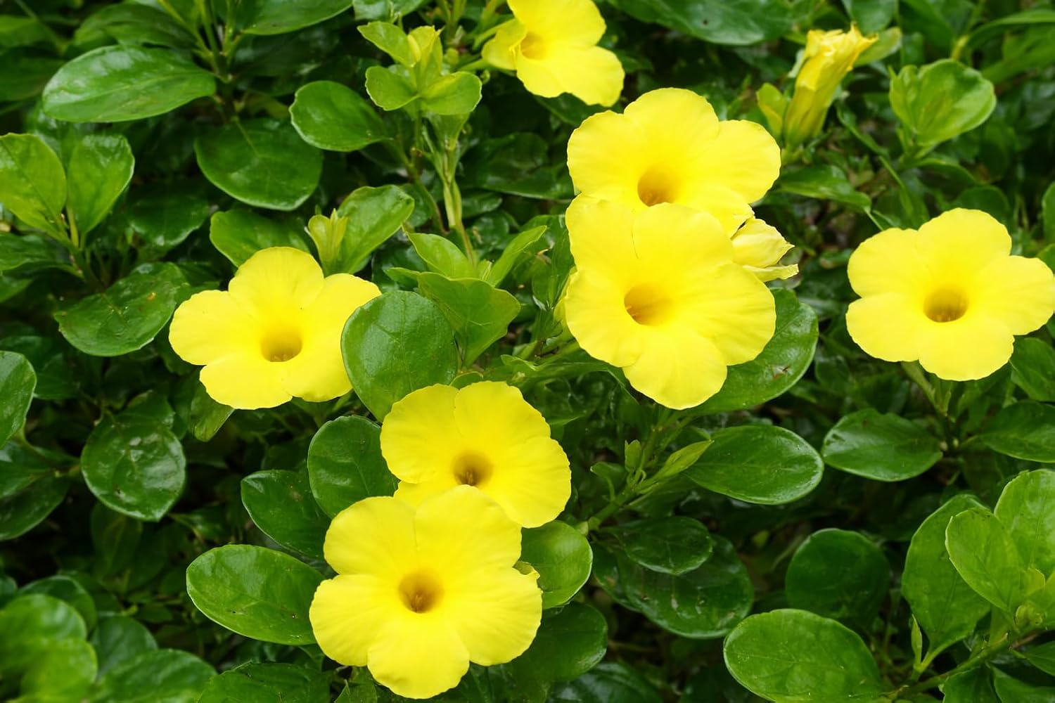 Yellow Allamanda Creeper Healthy Flowering Plant with Pot