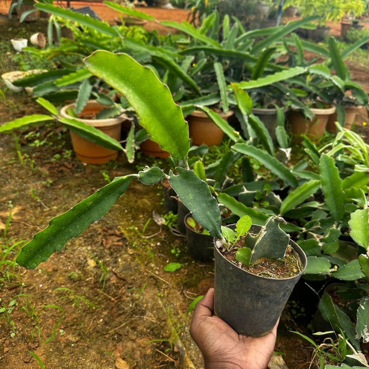 Hybrid Mini Dragon Fruit Cactus Live Plant in Pot - Image 2