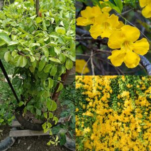 Cat's Claw Creeper (Dolichandra) Plant | Dolichandra unguis-cati Premium Live Flowering Climber for Home Garden
