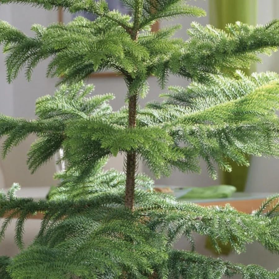 Live Christmas Tree Plant – Hybrid Araucaria Live Pine-Like Ornamental Tree for Home & Office Decor - Image 2