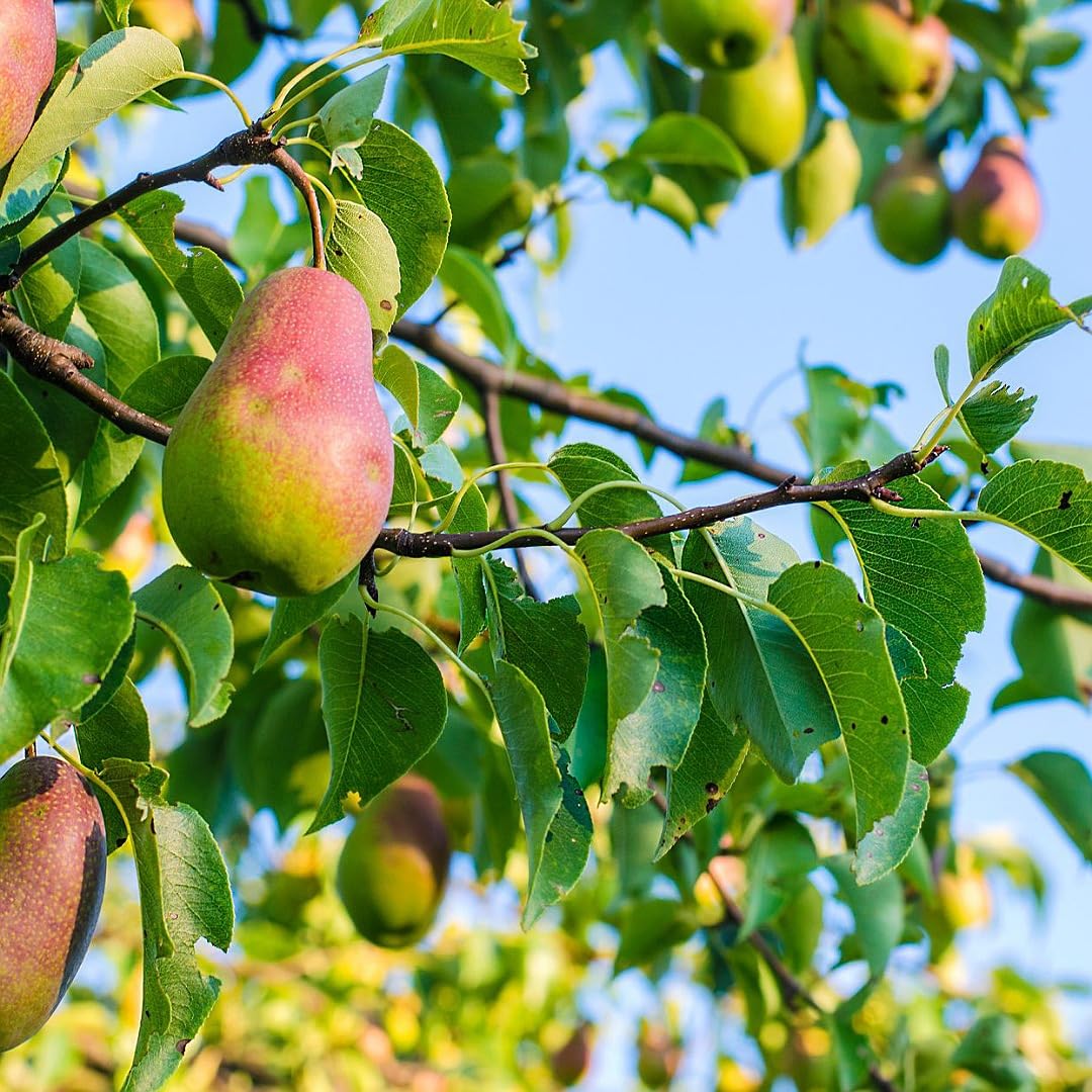Hybrid Air-Layered Nashpati / Pear Foot Long Fruit Plant - Image 4