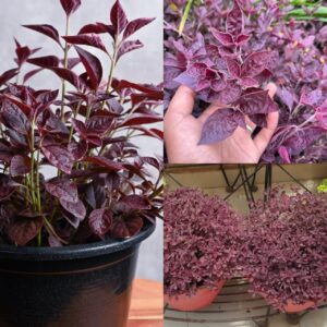 Live Lalsha Plant (Graptophyllum Red) – Rare Decorative Foliage Plant with Rich Maroon Leaves