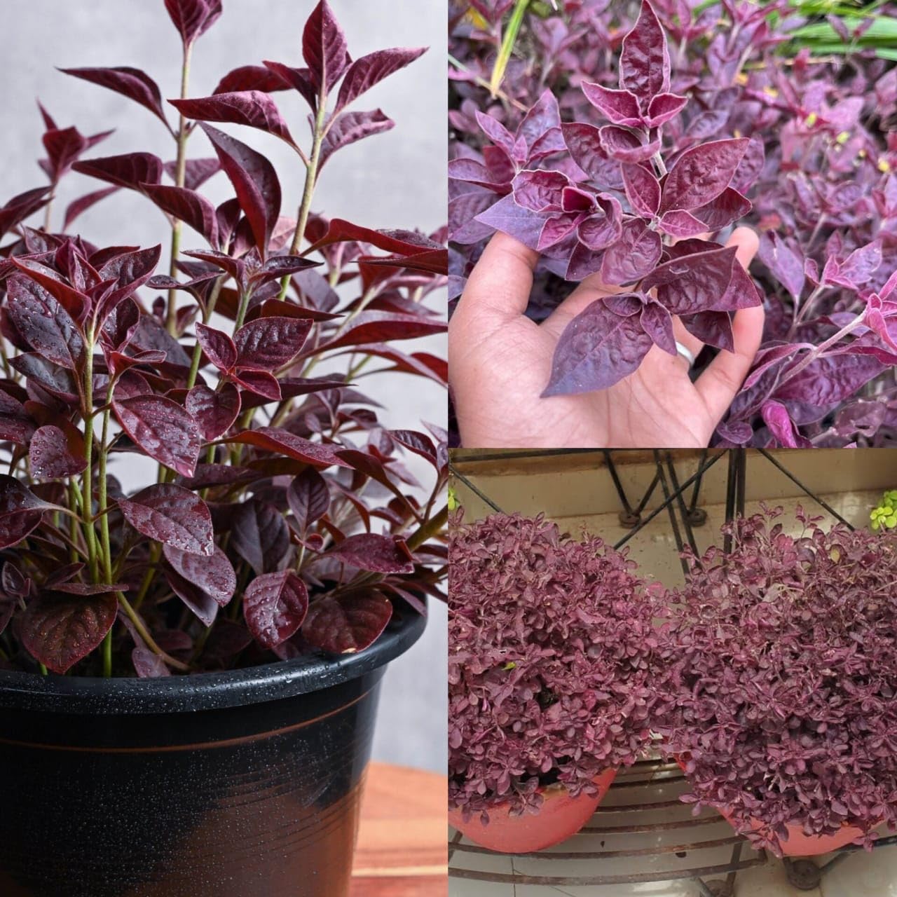 Live Lalsha Plant (Graptophyllum Red) – Rare Decorative Foliage Plant with Rich Maroon Leaves