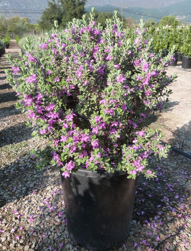 Leucophyllum Texas Sage / Nikotia Nicosia Flower Healthy Plant - Image 3