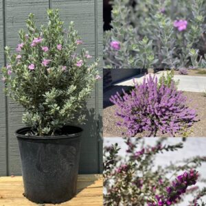 Leucophyllum Texas Sage / Nikotia Nicosia Flower Healthy Plant