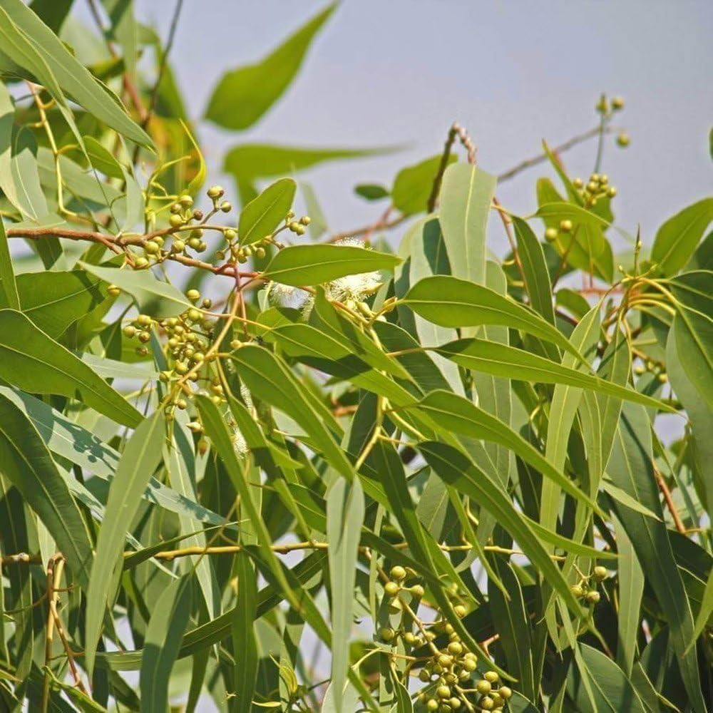 Eucalyptus Plant/ Nilgiri Plant/ Safeda Plant – Fast-Growing Healthy Live Plant - Image 3