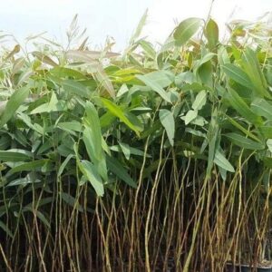 Eucalyptus Plant/ Nilgiri Plant/ Safeda Plant – Fast-Growing Healthy Live Plant