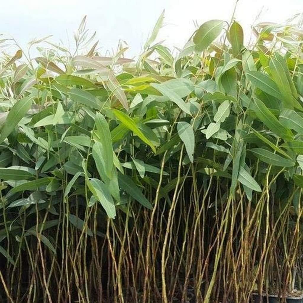 Eucalyptus Plant/ Nilgiri Plant/ Safeda Plant – Fast-Growing Healthy Live Plant