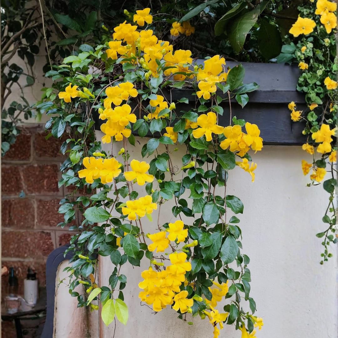 Cat's Claw Creeper (Dolichandra) Plant | Dolichandra unguis-cati Premium Live Flowering Climber for Home Garden - Image 2