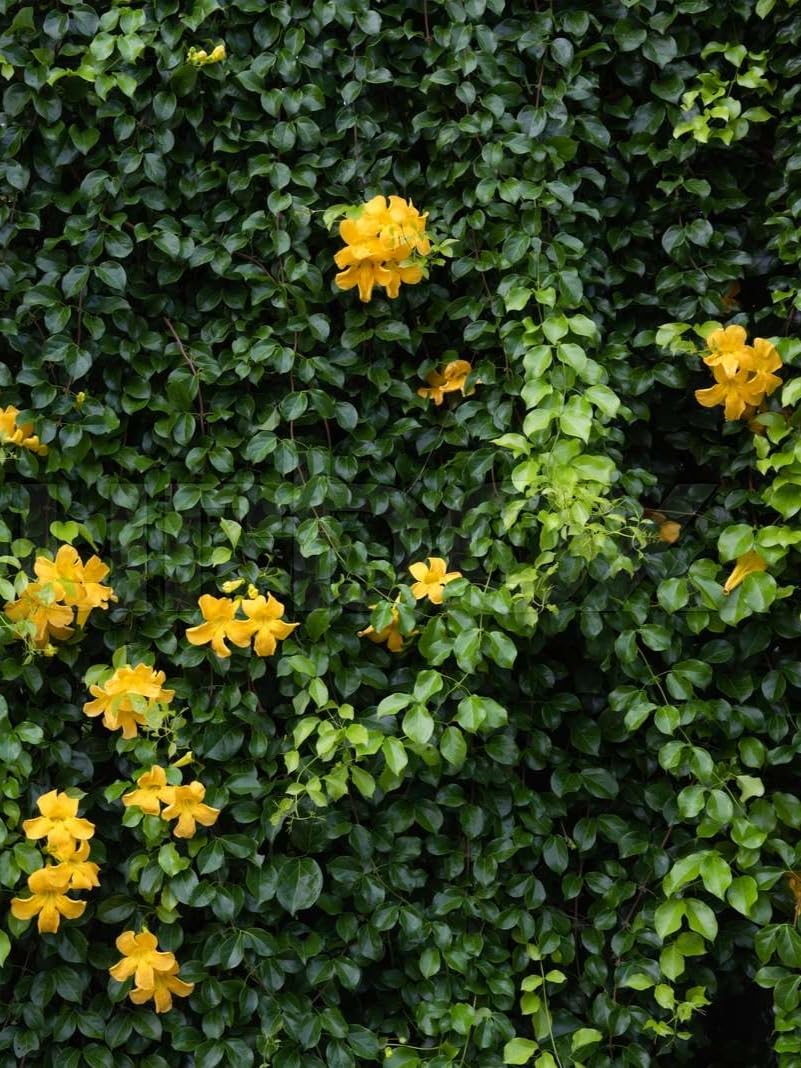 Cat's Claw Creeper (Dolichandra) Plant | Dolichandra unguis-cati Premium Live Flowering Climber for Home Garden - Image 5
