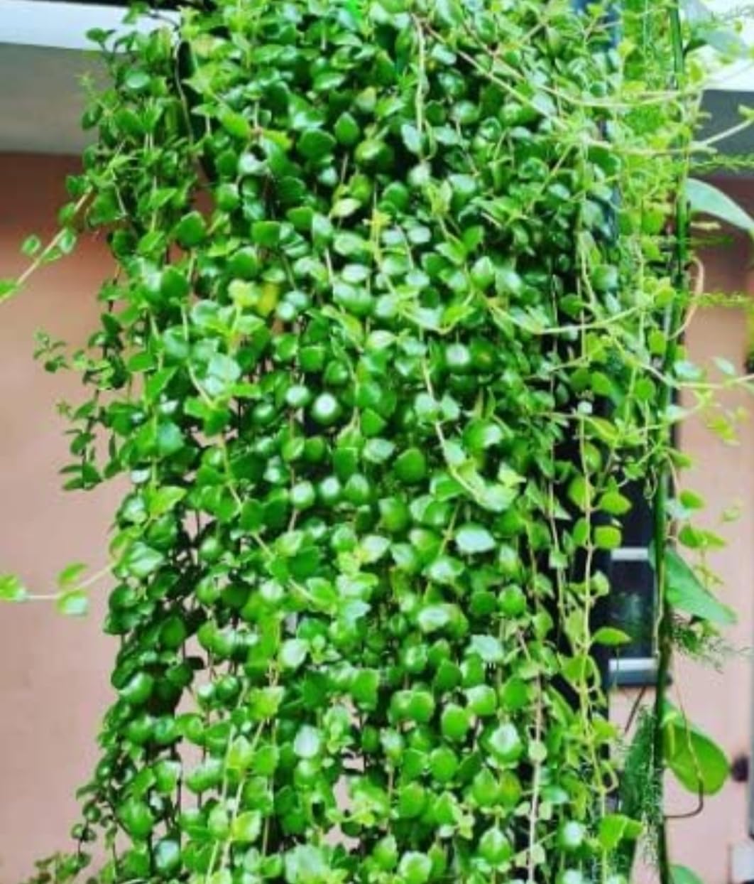 Non-Variegated String of Hearts Plant with pot - Image 2
