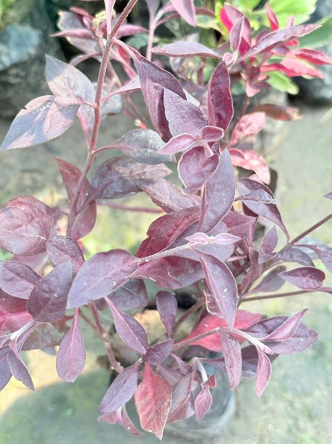 Live Lalsha Plant (Graptophyllum Red) – Rare Decorative Foliage Plant with Rich Maroon Leaves - Image 3