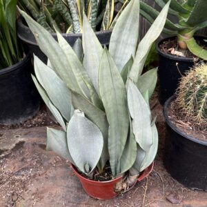 Snake Plant Moonshine – Silver Green Sansevieria Live Indoor Plant with pot