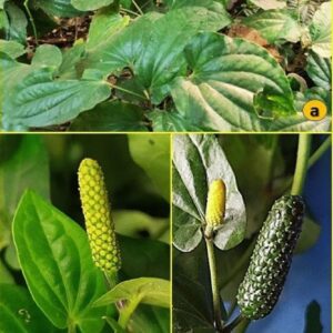 Long Pepper Plant (Piper longum) – Pippali Medicinal Herb & Ayurvedic Spice Plant