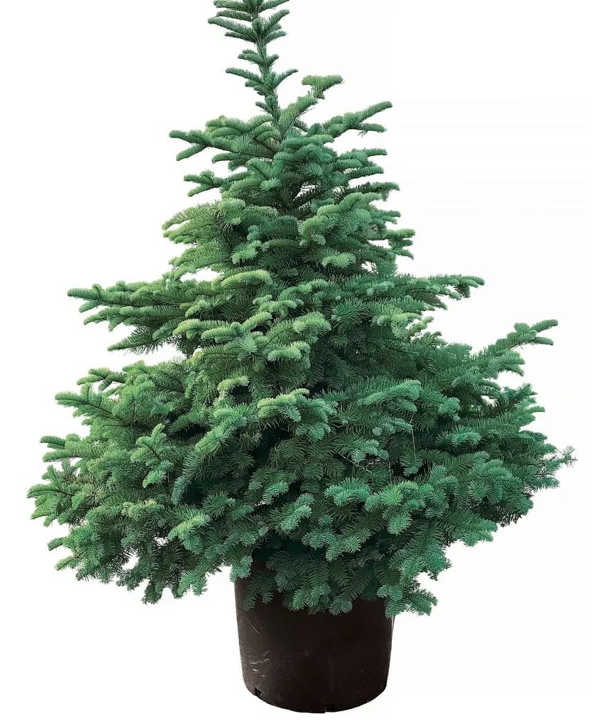 Live Christmas Tree Plant – Hybrid Araucaria Live Pine-Like Ornamental Tree for Home & Office Decor - Image 5