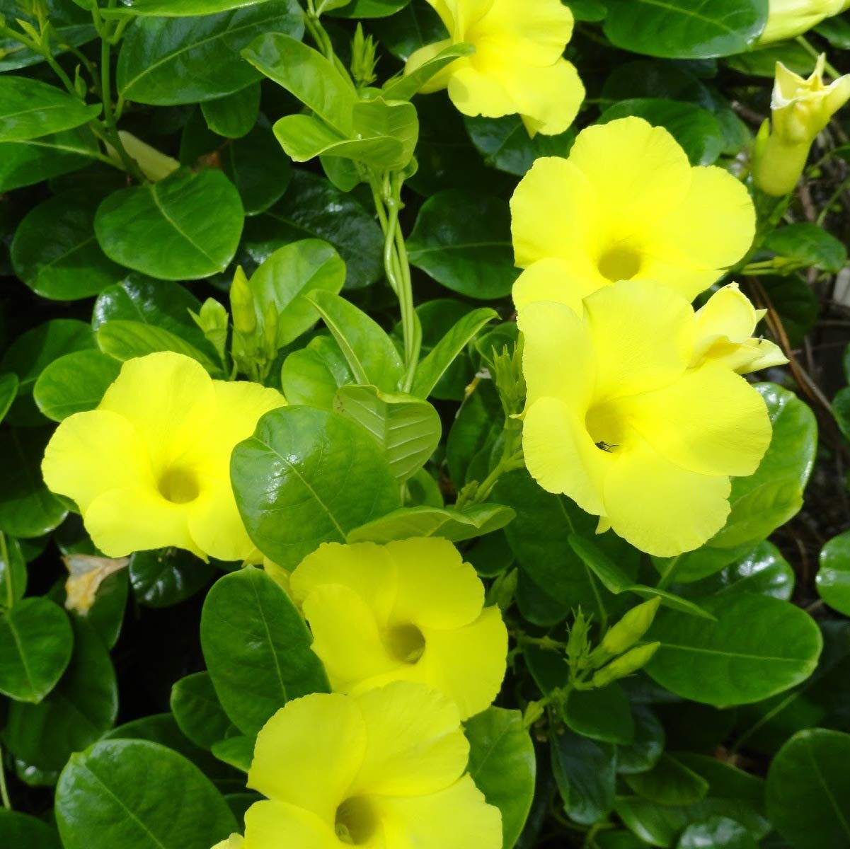 Yellow Allamanda Creeper Healthy Flowering Plant with Pot - Image 2