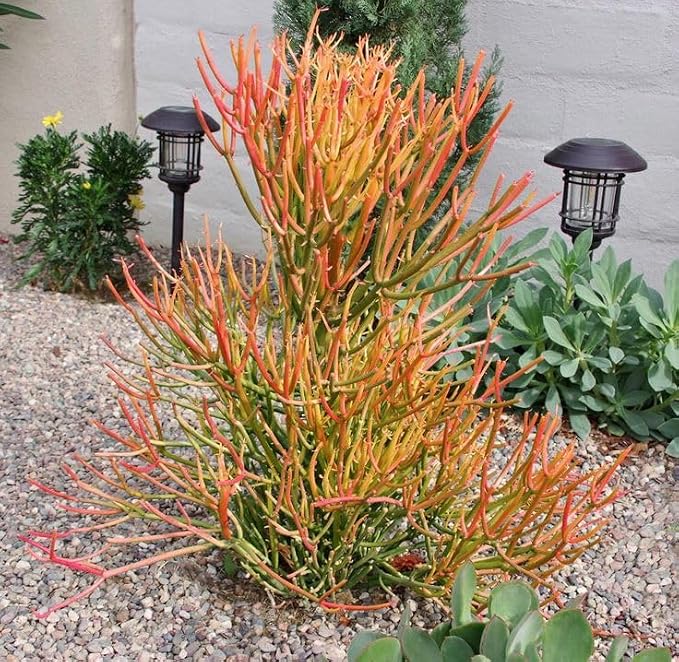 Euphorbia Tirucalli/ Fire Stick(Sticks on Fire/Red Pencil Cactus) Plant - Image 2