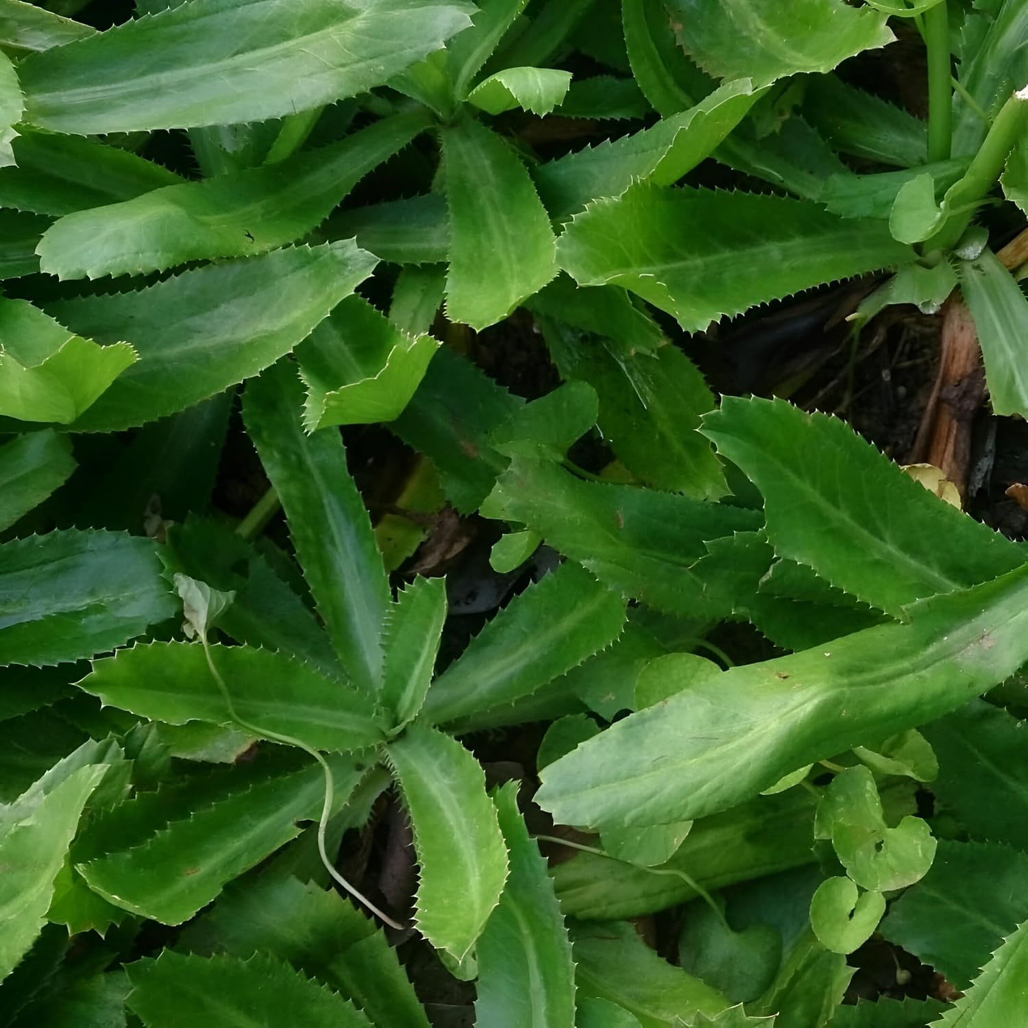 Thai Long Coriander Hybrid Plant – Live Coriander Herb Plant | Healthy Green Culinary Herb - For Planting - Image 2