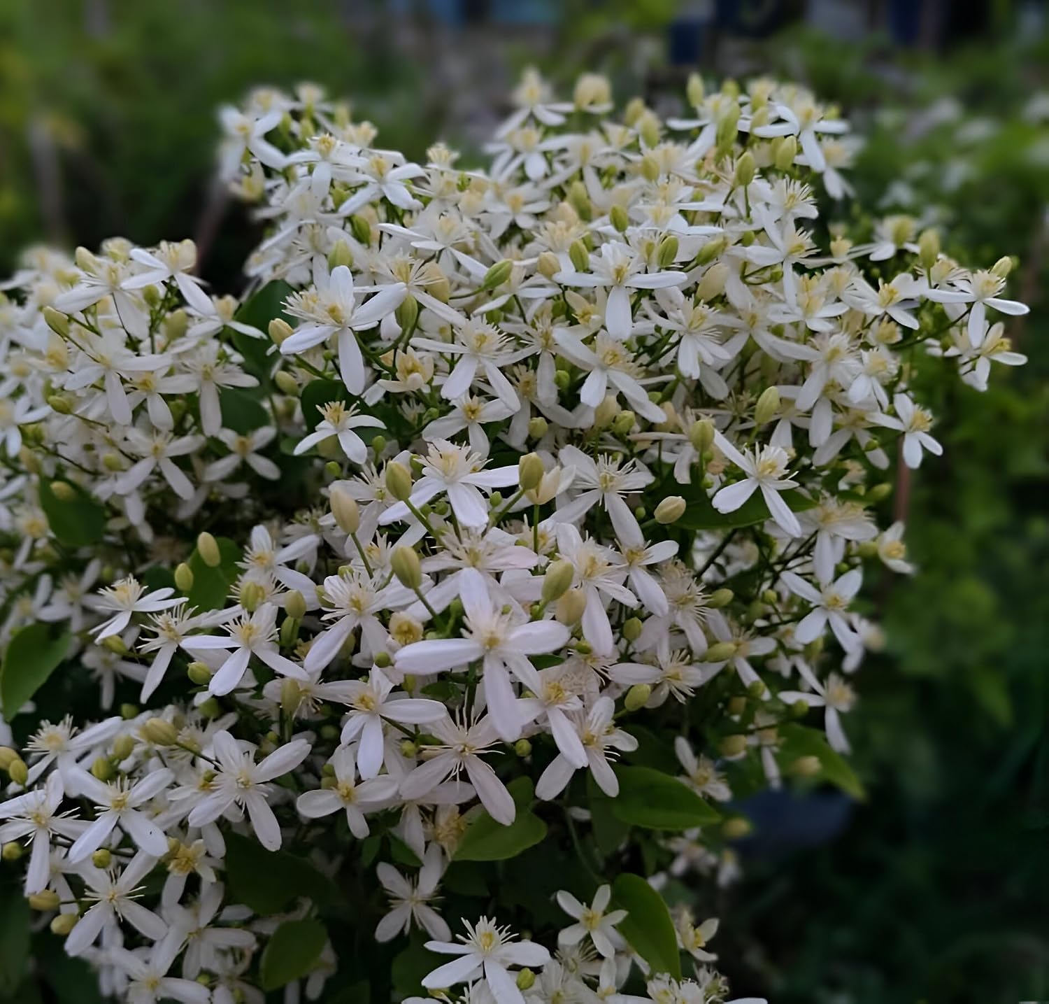 Budhha Jui/Juhi Fragnance Healthy Flower Plant with pot - Image 3