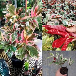 Laila Majnu(Exoecaria) Variegated Tropical Shrub Healthy Plant