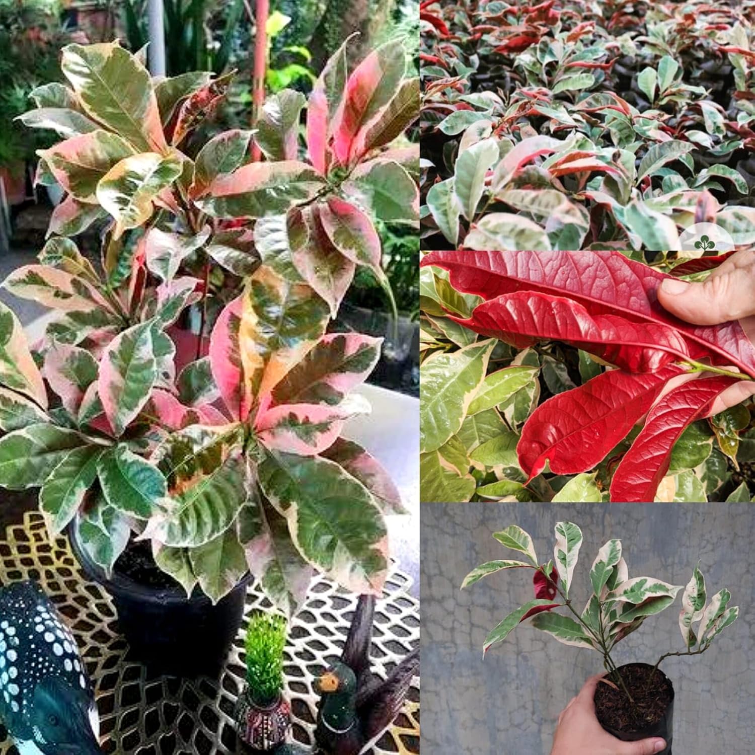 Laila Majnu(Exoecaria) Variegated Tropical Shrub Healthy Plant