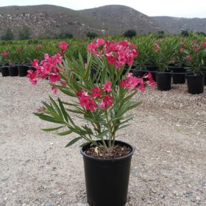 Oleander Plant  | Kaner Plant  | karaveera Plant  | Arali Plant  | kanagile Shrub Healthy Flower Plant for home and garden