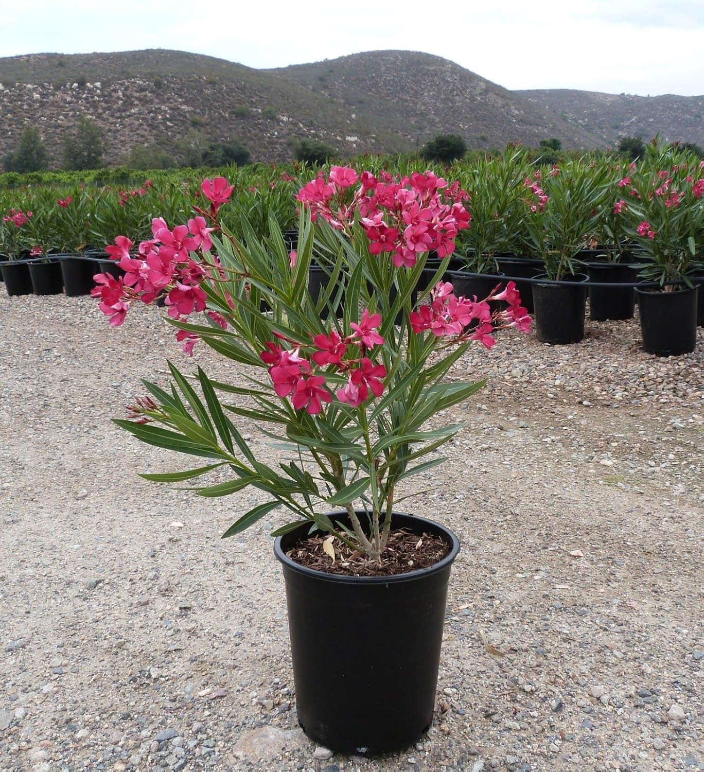 Oleander Plant | Kaner Plant | karaveera Plant | Arali Plant | kanagile Shrub Healthy Flower Plant for home and garden