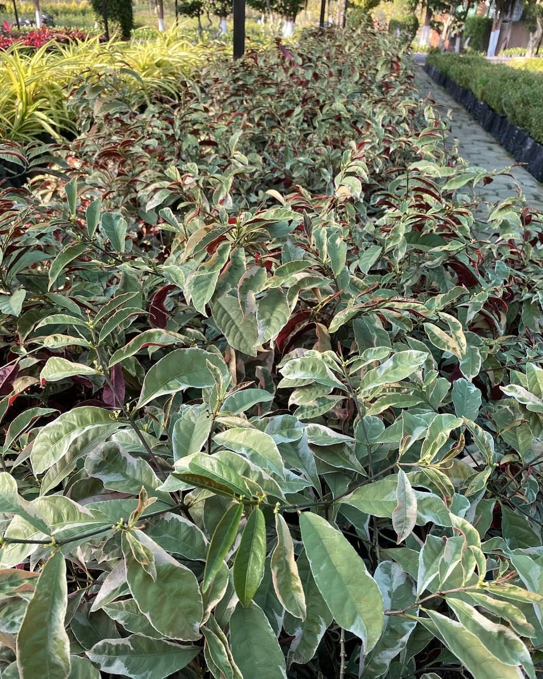 Laila Majnu(Exoecaria) Variegated Tropical Shrub Healthy Plant - Image 4
