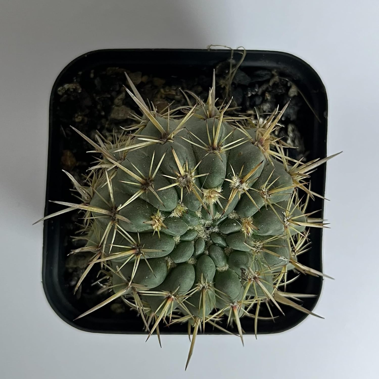 Notocactus Graessneri Cactus Healthy Plant with pot - Image 2