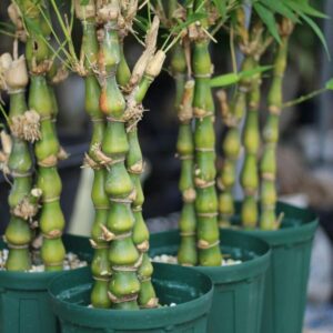 Buddha Bamboo Plant With Pot – Premium Indoor Ornamental Bamboo for Elegant Spaces