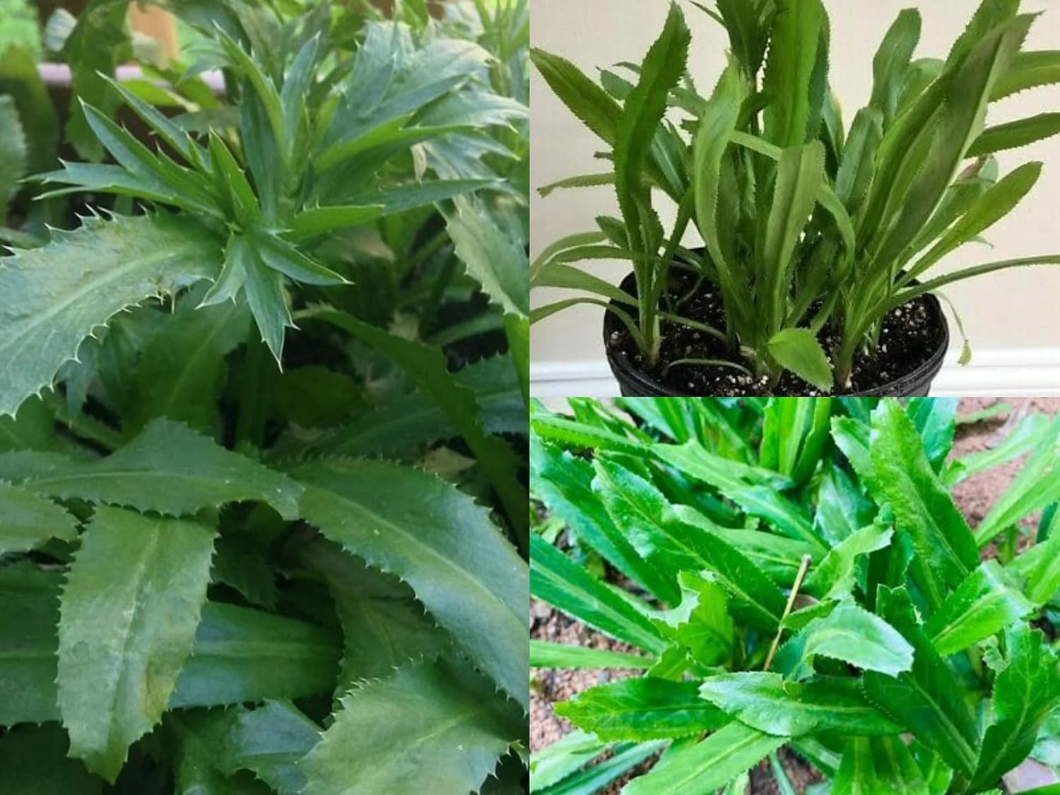 Thai Long Coriander Hybrid Plant – Live Coriander Herb Plant | Healthy Green Culinary Herb - For Planting - Image 5