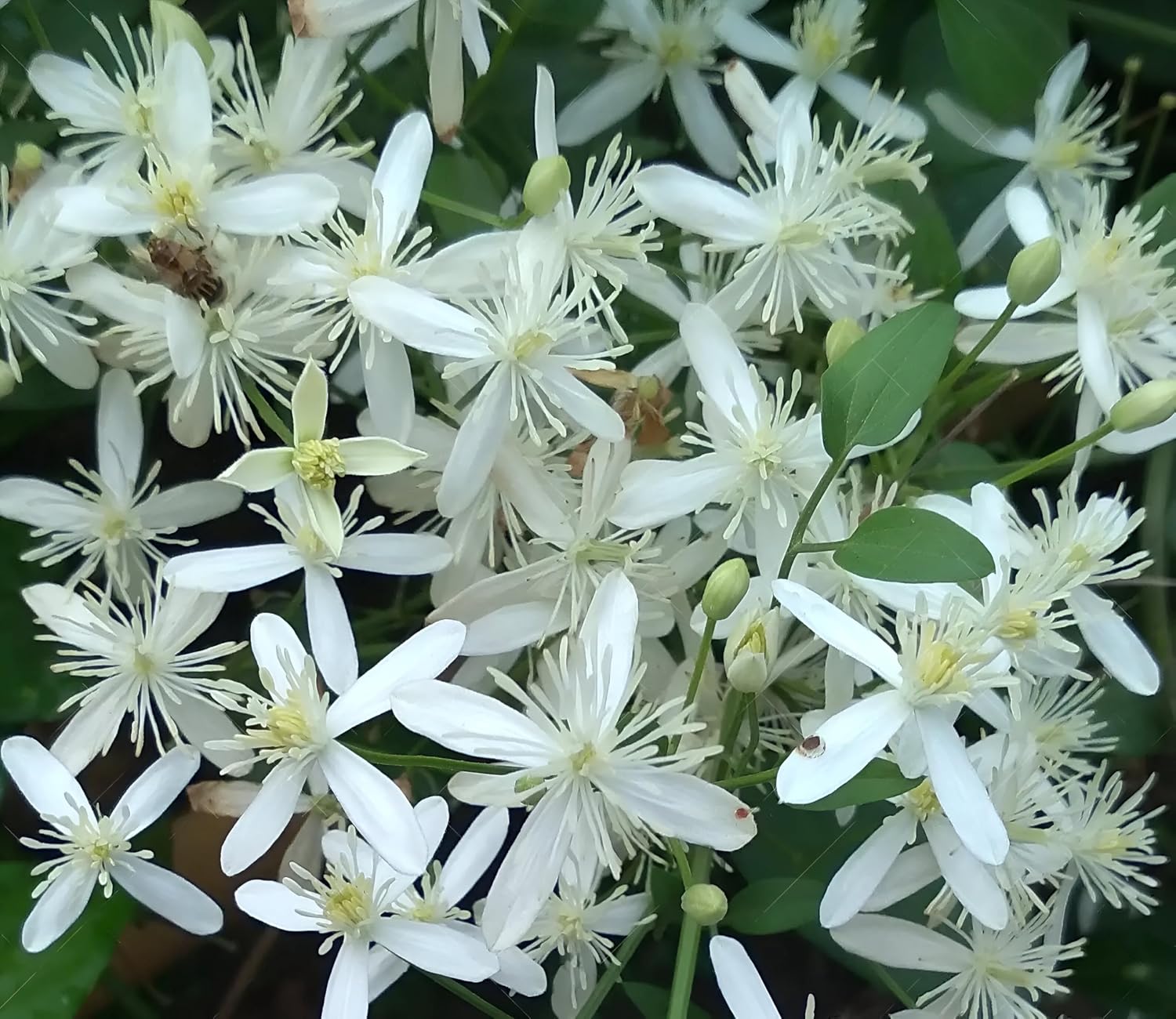 Budhha Jui/Juhi Fragnance Healthy Flower Plant with pot - Image 4