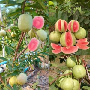 All Time Red Diamond Guava Plant | Premium Live Guava Fruit Plant for Home Garden