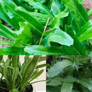 Thai Long Coriander Hybrid Plant – Live Coriander Herb Plant | Healthy Green Culinary Herb - For Planting