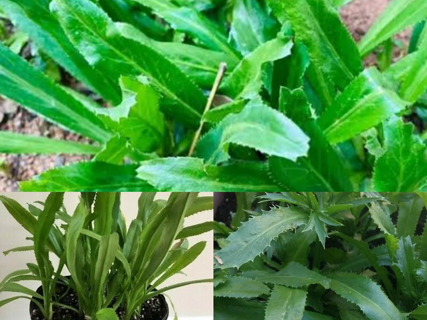 Thai Long Coriander Hybrid Plant – Live Coriander Herb Plant | Healthy Green Culinary Herb - For Planting