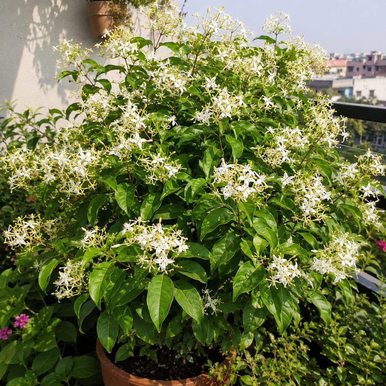 Malati/Maloti lota(Aganosma Dichotoma) Fragnance Flower Plant - Image 3